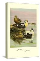 Eider and King Eider Ducks-Allan Brooks-Stretched Canvas