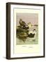 Eider and King Eider Ducks-Allan Brooks-Framed Art Print