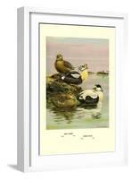 Eider and King Eider Ducks-Allan Brooks-Framed Art Print