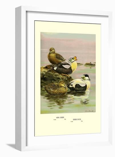 Eider and King Eider Ducks-Allan Brooks-Framed Art Print