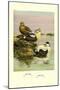 Eider and King Eider Ducks-Allan Brooks-Mounted Art Print