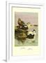 Eider and King Eider Ducks-Allan Brooks-Framed Art Print