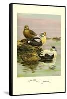 Eider and King Eider Ducks-Allan Brooks-Framed Stretched Canvas