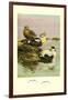 Eider and King Eider Ducks-Allan Brooks-Framed Art Print