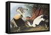 Eider Duck-John James Audubon-Framed Stretched Canvas