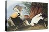 Eider Duck-John James Audubon-Stretched Canvas