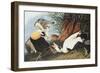 Eider Duck-John James Audubon-Framed Art Print