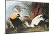 Eider Duck-John James Audubon-Mounted Art Print