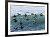 Eider ducks floating on waves, Iceland-Konrad Wothe-Framed Photographic Print