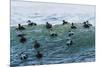 Eider ducks floating on waves, Iceland-Konrad Wothe-Mounted Photographic Print