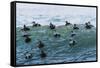 Eider ducks floating on waves, Iceland-Konrad Wothe-Framed Stretched Canvas