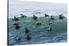 Eider ducks floating on waves, Iceland-Konrad Wothe-Stretched Canvas