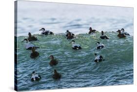 Eider ducks floating on waves, Iceland-Konrad Wothe-Stretched Canvas