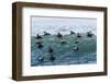 Eider ducks floating on waves, Iceland-Konrad Wothe-Framed Photographic Print