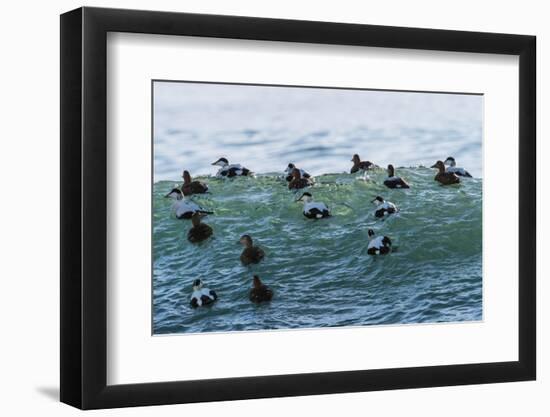 Eider ducks floating on waves, Iceland-Konrad Wothe-Framed Photographic Print