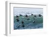 Eider ducks floating on waves, Iceland-Konrad Wothe-Framed Photographic Print