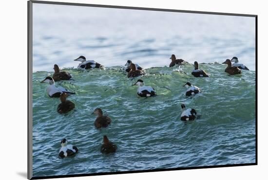 Eider ducks floating on waves, Iceland-Konrad Wothe-Mounted Photographic Print