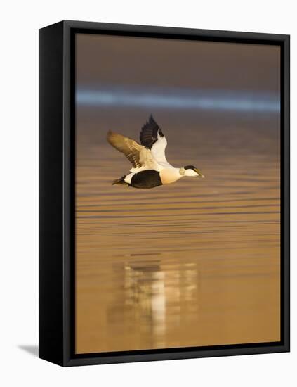 Eider (Somateria Mollissima) Male in Flight in Evening Light. Aberdeenshire, Scotland, UK, March-Mark Hamblin-Framed Stretched Canvas