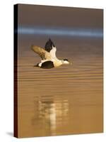 Eider (Somateria Mollissima) Male in Flight in Evening Light. Aberdeenshire, Scotland, UK, March-Mark Hamblin-Stretched Canvas