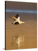 Eider (Somateria Mollissima) Male in Flight in Evening Light. Aberdeenshire, Scotland, UK, March-Mark Hamblin-Stretched Canvas