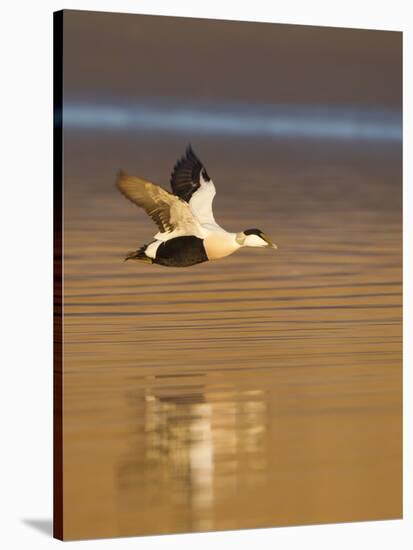 Eider (Somateria Mollissima) Male in Flight in Evening Light. Aberdeenshire, Scotland, UK, March-Mark Hamblin-Stretched Canvas