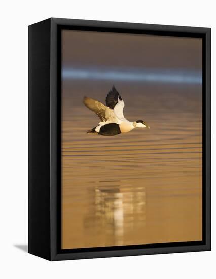 Eider (Somateria Mollissima) Male in Flight in Evening Light. Aberdeenshire, Scotland, UK, March-Mark Hamblin-Framed Stretched Canvas