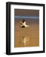 Eider (Somateria Mollissima) Male in Flight in Evening Light. Aberdeenshire, Scotland, UK, March-Mark Hamblin-Framed Photographic Print