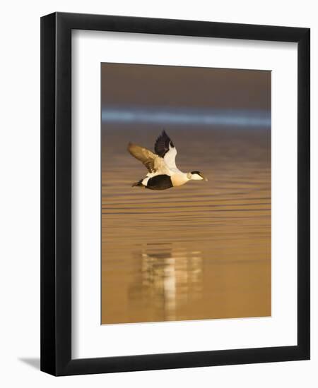 Eider (Somateria Mollissima) Male in Flight in Evening Light. Aberdeenshire, Scotland, UK, March-Mark Hamblin-Framed Photographic Print