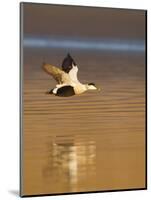 Eider (Somateria Mollissima) Male in Flight in Evening Light. Aberdeenshire, Scotland, UK, March-Mark Hamblin-Mounted Photographic Print