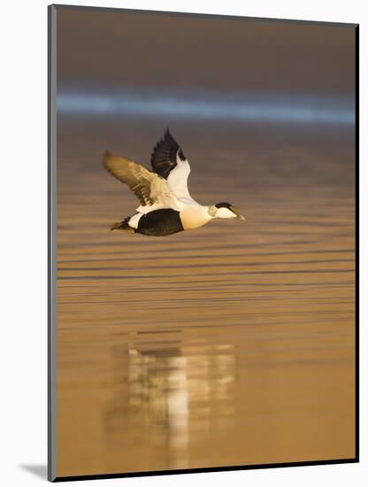 Eider (Somateria Mollissima) Male in Flight in Evening Light. Aberdeenshire, Scotland, UK, March-Mark Hamblin-Mounted Photographic Print