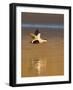 Eider (Somateria Mollissima) Male in Flight in Evening Light. Aberdeenshire, Scotland, UK, March-Mark Hamblin-Framed Photographic Print