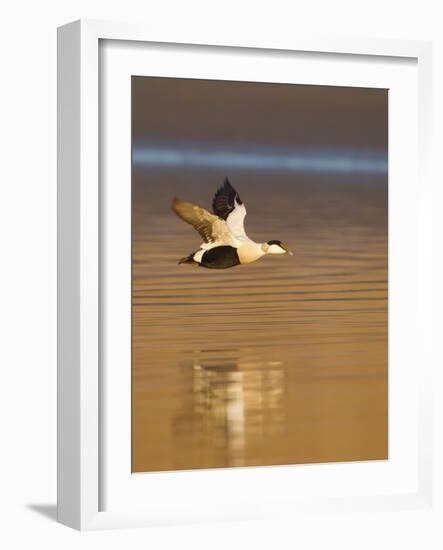 Eider (Somateria Mollissima) Male in Flight in Evening Light. Aberdeenshire, Scotland, UK, March-Mark Hamblin-Framed Photographic Print