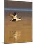 Eider (Somateria Mollissima) Male in Flight in Evening Light. Aberdeenshire, Scotland, UK, March-Mark Hamblin-Mounted Photographic Print