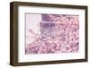 Eiffel Blossoms-Tracey Telek-Framed Photographic Print