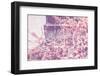 Eiffel Blossoms-Tracey Telek-Framed Photographic Print