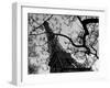 Eiffel III-Tom Artin-Framed Giclee Print