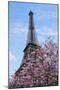 Eiffel Tower with Pink Magnolia Tree-Cora Niele-Mounted Photographic Print