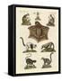 Eight Kinds of Lemurs-null-Framed Stretched Canvas