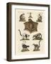 Eight Kinds of Lemurs-null-Framed Giclee Print