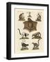 Eight Kinds of Lemurs-null-Framed Giclee Print