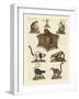 Eight Kinds of Lemurs-null-Framed Giclee Print