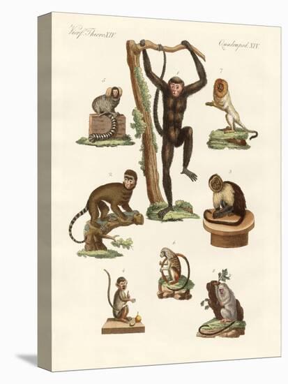 Eight Kinds of Monkeys-null-Stretched Canvas