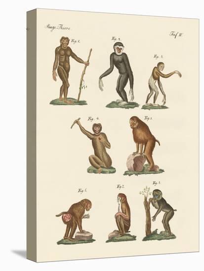Eight Kinds of Monkeys-null-Stretched Canvas
