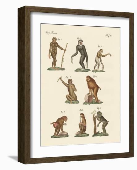 Eight Kinds of Monkeys-null-Framed Giclee Print