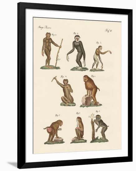 Eight Kinds of Monkeys-null-Framed Giclee Print