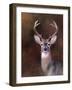 Eight Point in Autumn-Jai Johnson-Framed Giclee Print