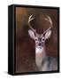 Eight Point in Autumn-Jai Johnson-Framed Stretched Canvas