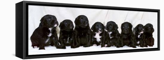 Eight Retriever and Labrador Puppies Sitting in a Row, December 2000-null-Framed Stretched Canvas