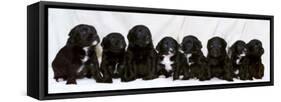 Eight Retriever and Labrador Puppies Sitting in a Row, December 2000-null-Framed Stretched Canvas