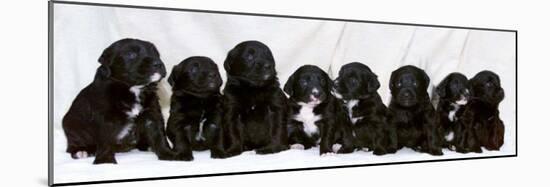 Eight Retriever and Labrador Puppies Sitting in a Row, December 2000-null-Mounted Photographic Print